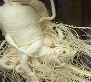 ginseng-root